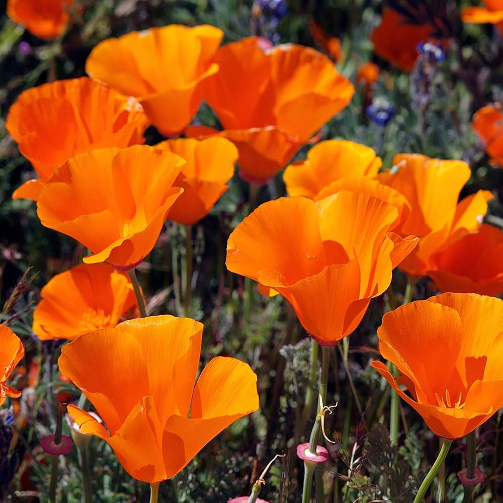 Eschscholtzia Mixed Color California Poppy Flower Seeds for Planting in Flower Bed and Wildflower Garden