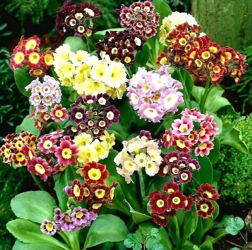 Primula Acaulis Mixed Colors Perennial Flowering Seeds For Planting