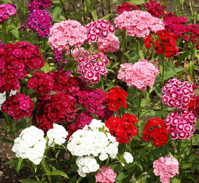Dianthus Dianthus Barbatus Sweet William Multi-Color Flower Seeds for Planting