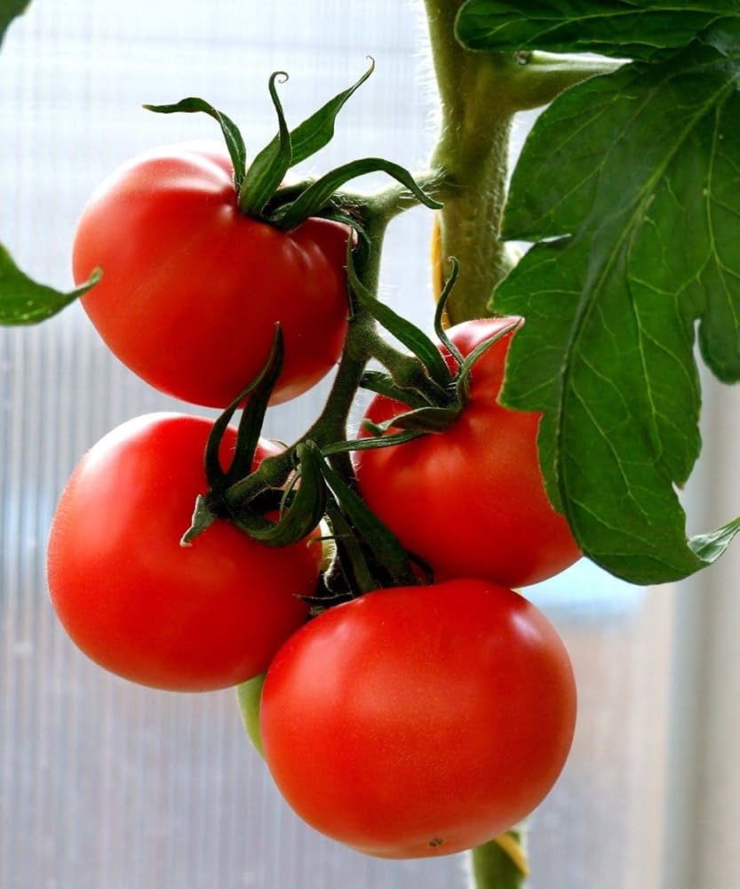 Heirloom Tomato Homestead Seeds for Planting - Great for Vegetable Patch & Garden