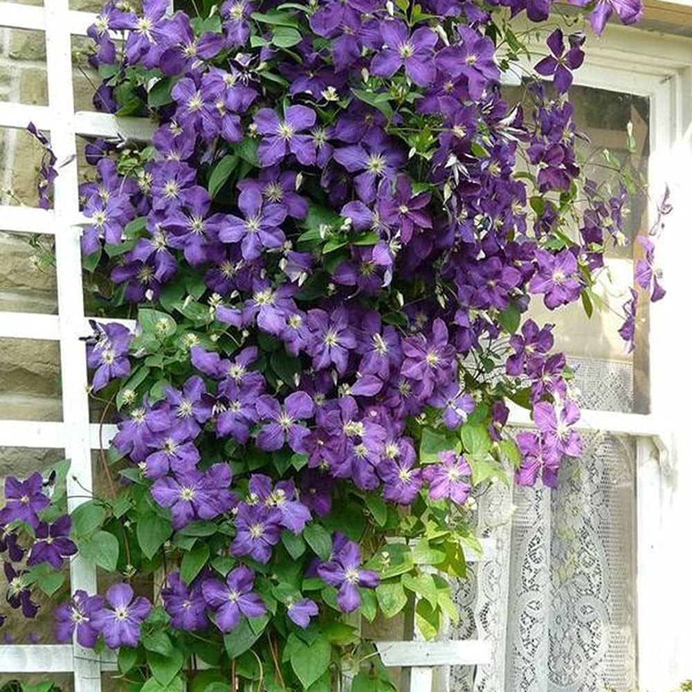 Clematis ligusticifolia climbing flower seeds for garden planting