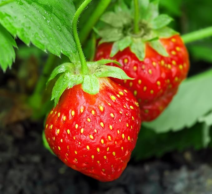 Climbing Strawberry Fragaria x ananassa Seeds for Planting in Vegetable Patch & Urban Garden