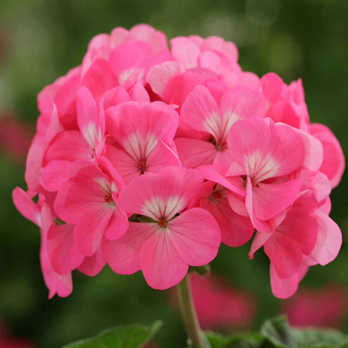Geranium Pelargonium graveolens Saturn Frosty Rose flower seeds for planting in home garden pots