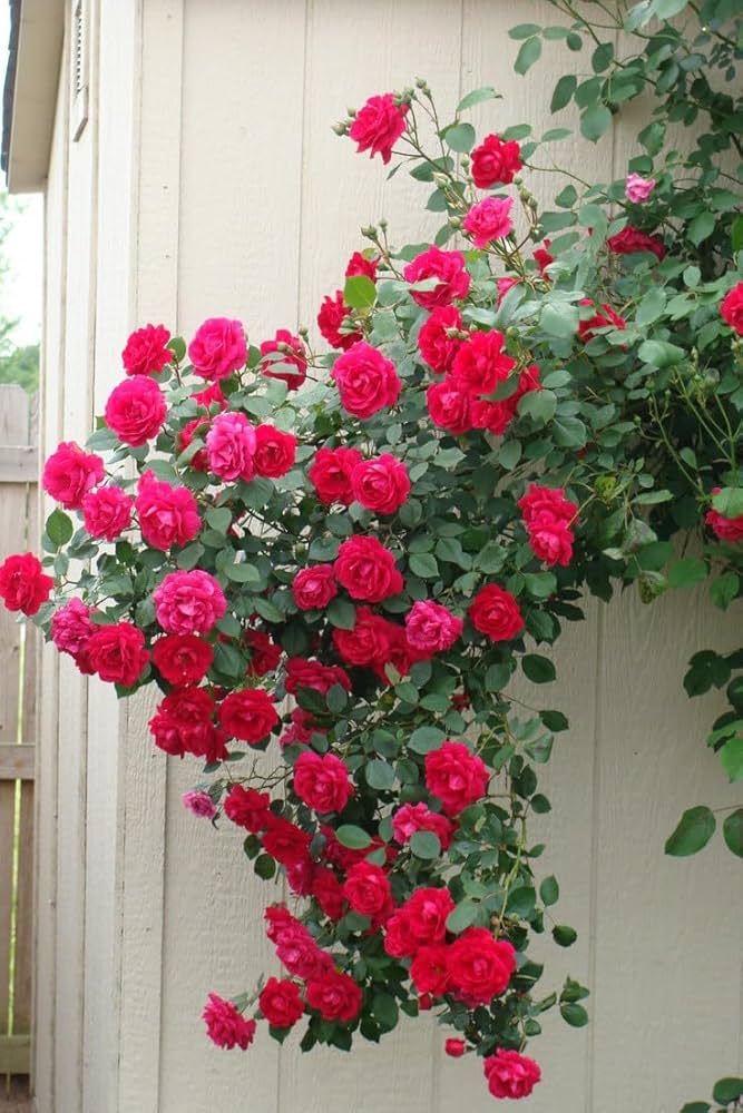 Rose Rosa hybrida flower seeds for planting in garden beds