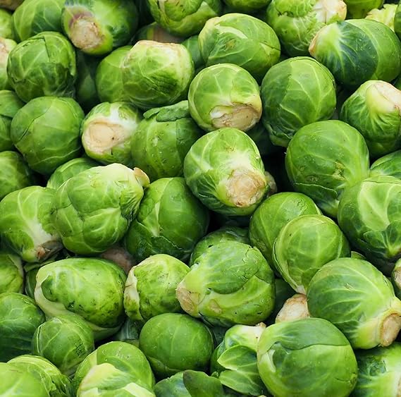 Brussels Sprout Brassica oleracea Catskill vegetable seeds for planting in kitchen garden beds