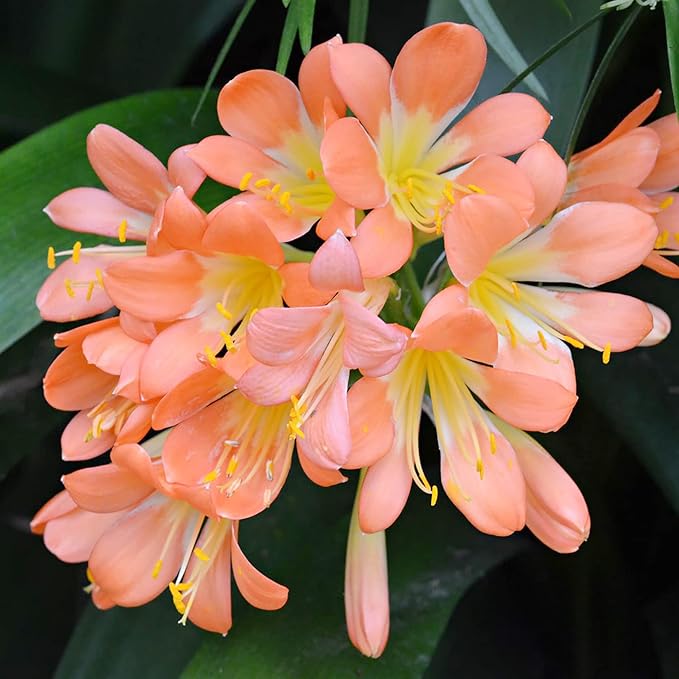 Clivia Seeds (Kaffir Lily) - Ideal for Garden or Pots
