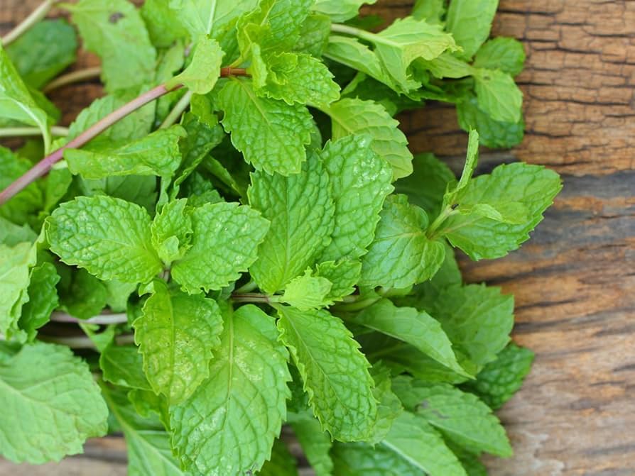 Orange Mint Seeds – Sweet & Refreshing Flavor-Heirloom & Non-GMO Seeds for planting – Fresh Herb for Your Garden