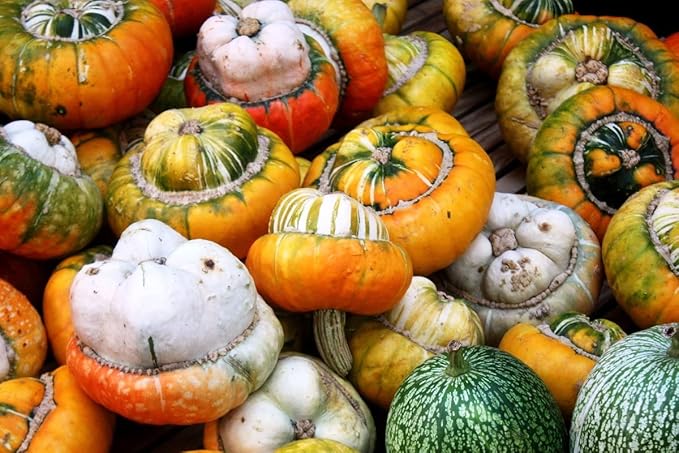 Squash Cucurbita maxima Turk’s Turban vegetable seeds for planting in home garden or backyard beds