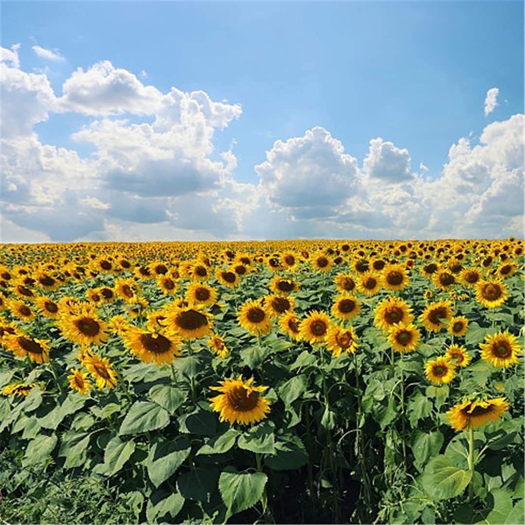 Heirloom Burst Sunflower Seeds – Non-GMO Vegetable Seeds for Planting