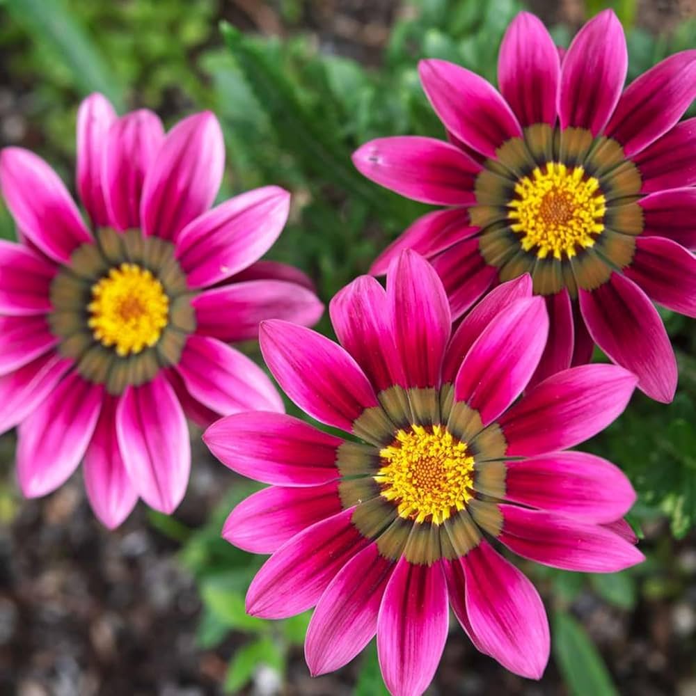 African Daisy Arctotis Rollier Seeds for Planting Flower Bed Dry Garden