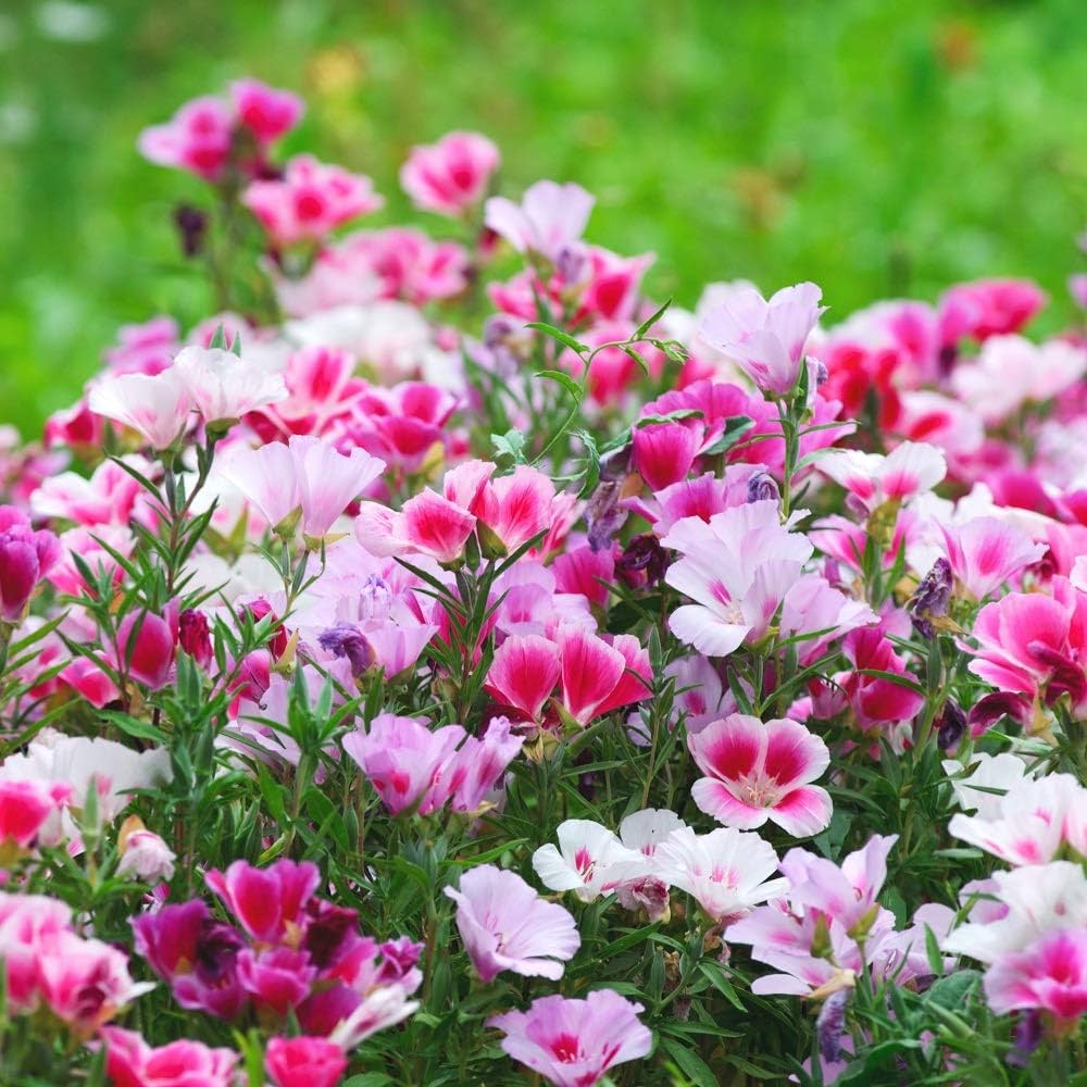 Mixed Godetia Flower Seeds for Planting, 100 seeds for planting in home garden