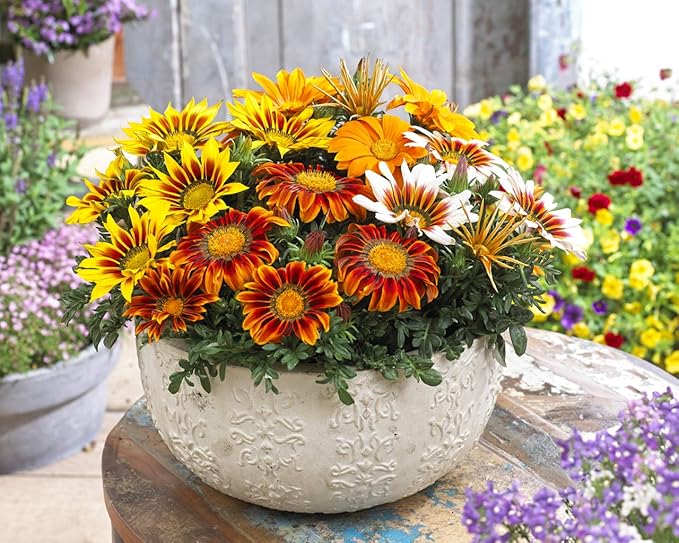 African Gazania Flower Gazania rigens Seeds for Planting in Flower Bed & Urban Garden
