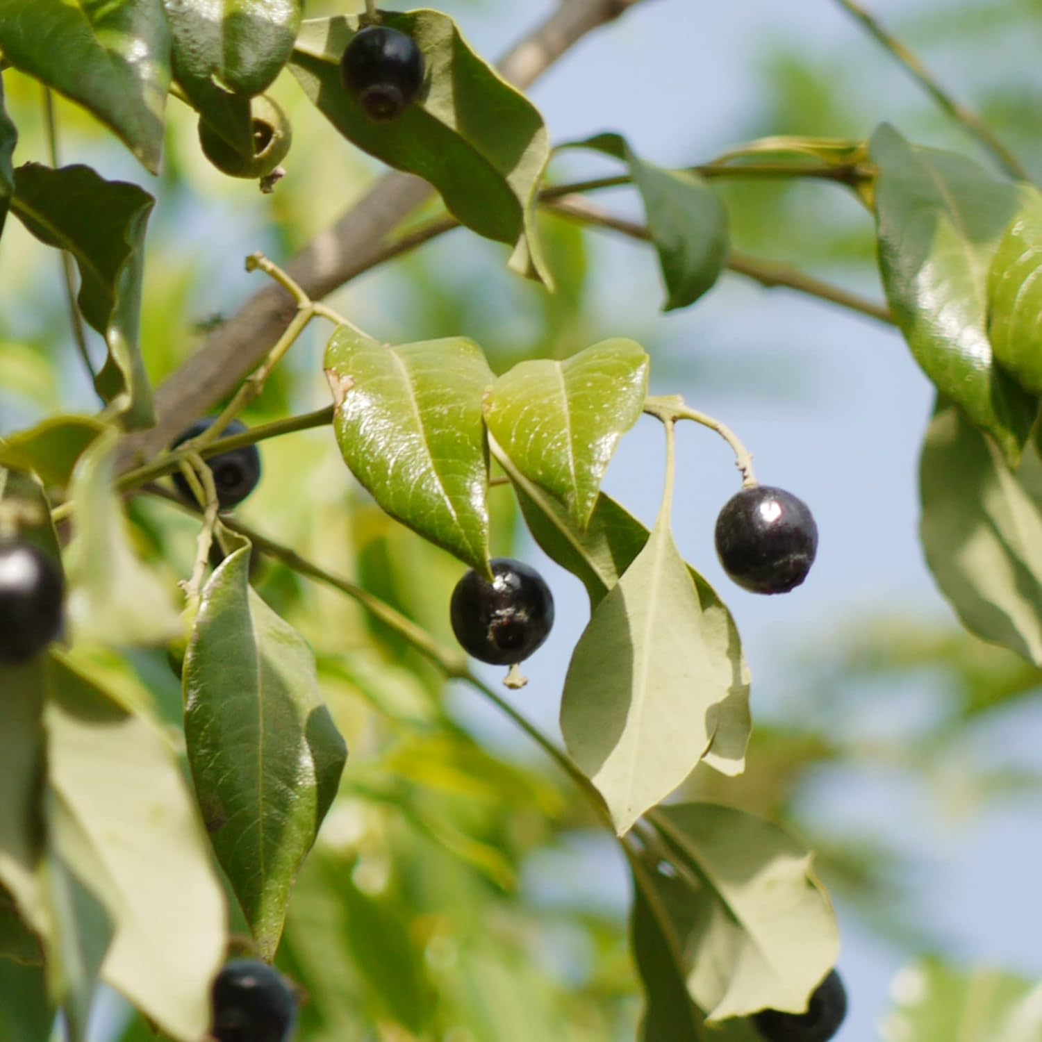 Santalum Album Seeds