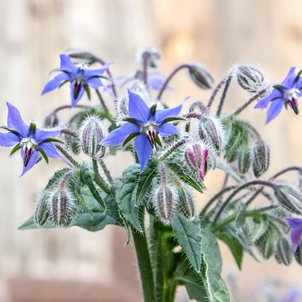 Borago (Borage) Flower Seeds - Pieces of Blue Star Flower Seeds for Garden Bonsai