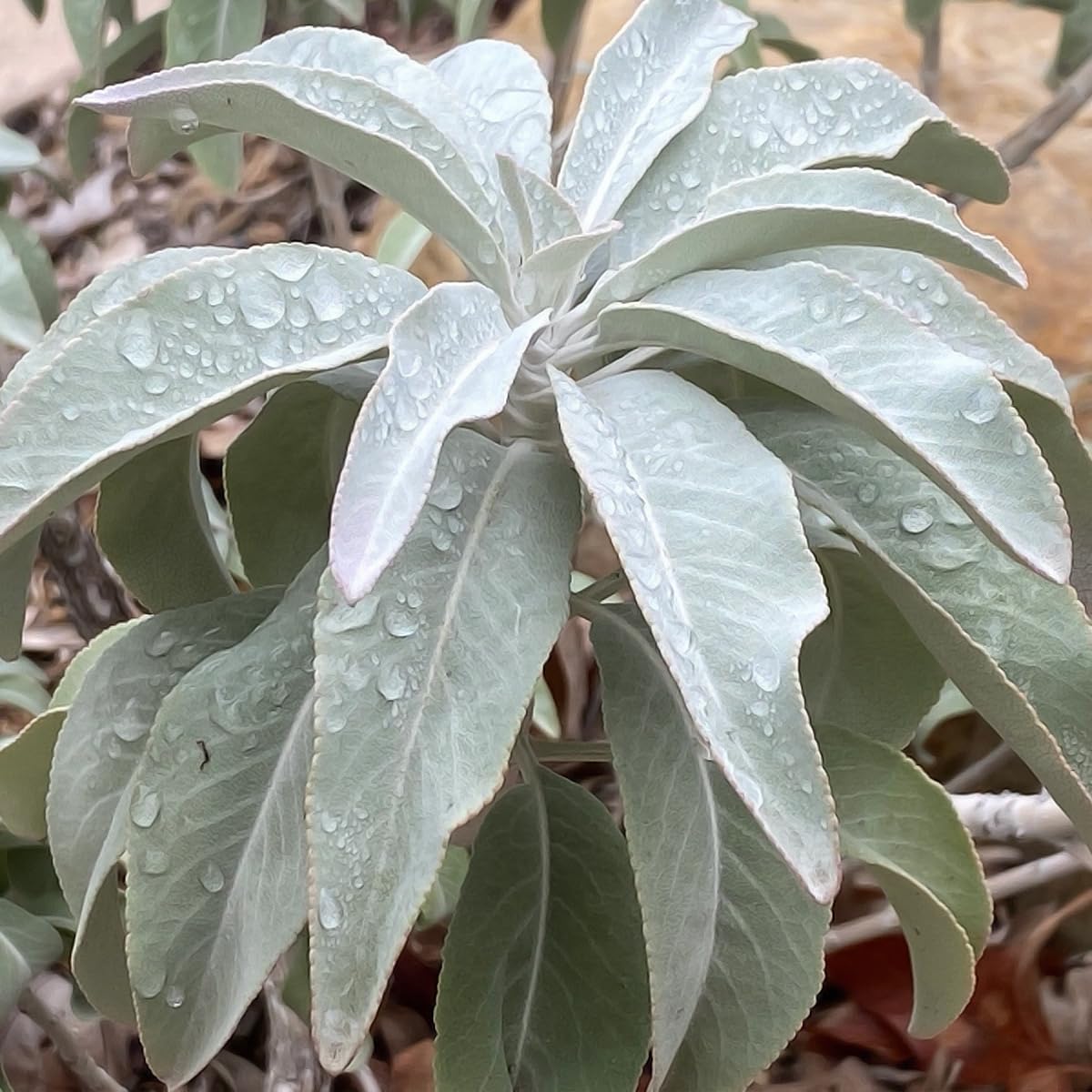 California White Sage Seeds for Planting - Great for Herb Garden & Home Garden
