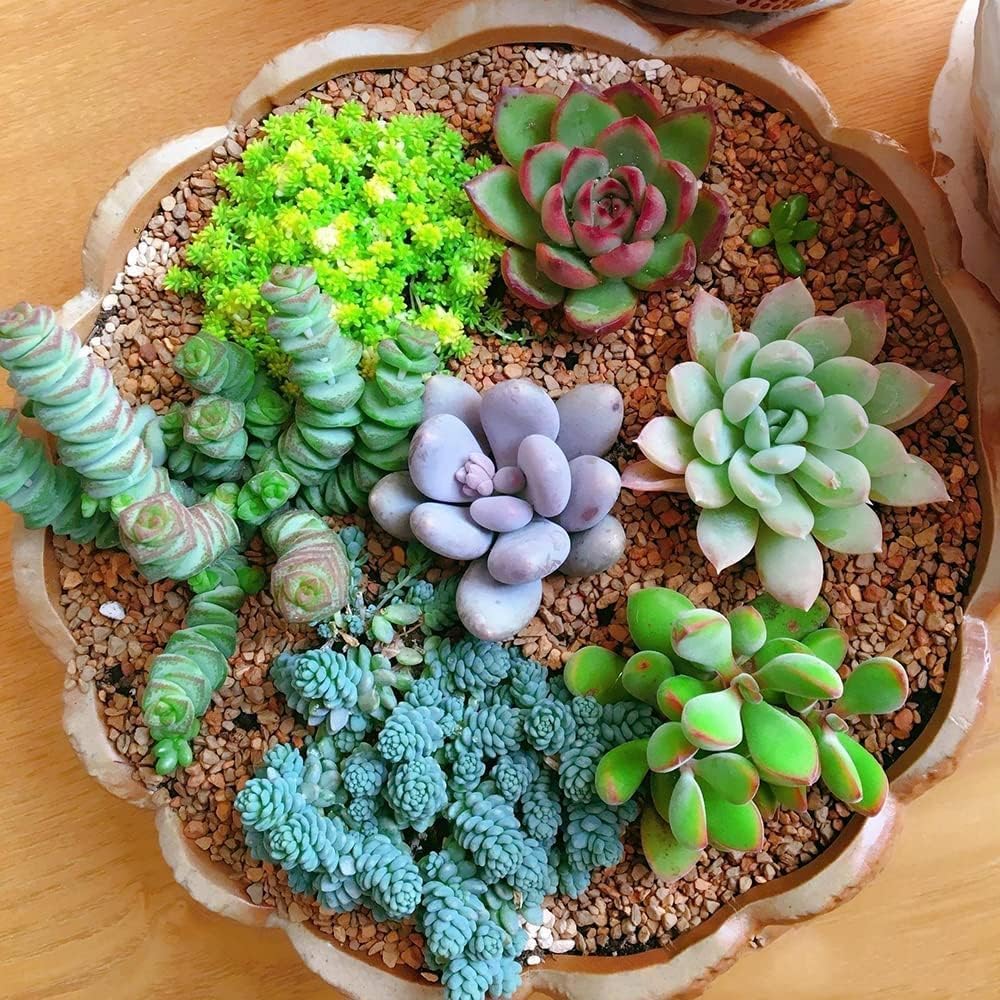 Rare Succulent Bonsai Flowers for planting