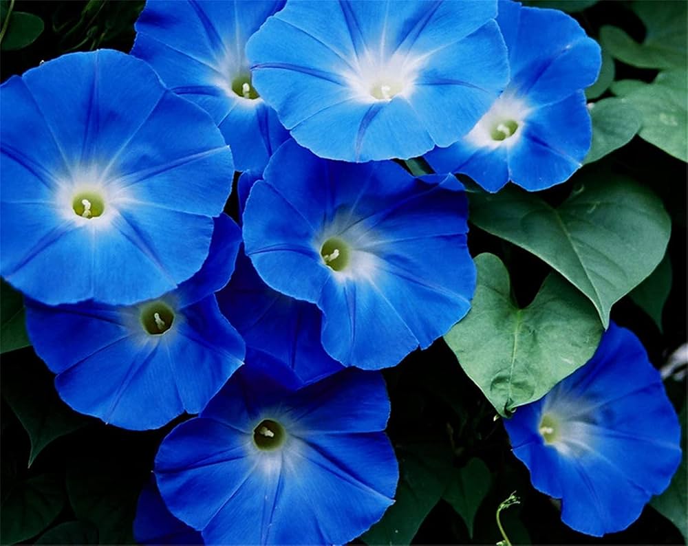Blue Petunia Seeds for Planting for Bonsai Garden and Flower Yard