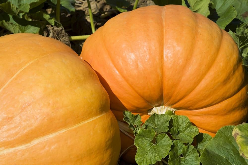 Sugar Pie Pumpkin Cucurbita pepo Seeds for Planting in Vegetable Garden