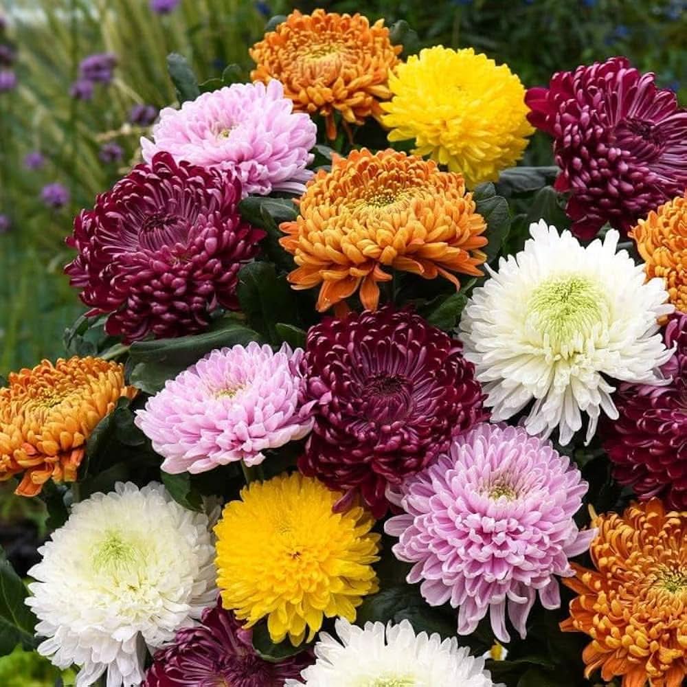 Chrysanthemum Morifolium Flower Seeds for Planting in home garden borders and flower beds