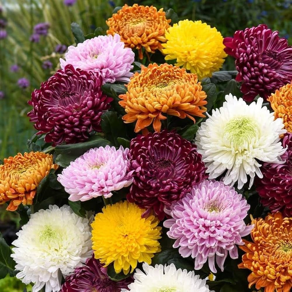 Chrysanthemum Robinson Mix Seeds Chrysanthemum coccineum for Planting in Flower Gardens or Borders