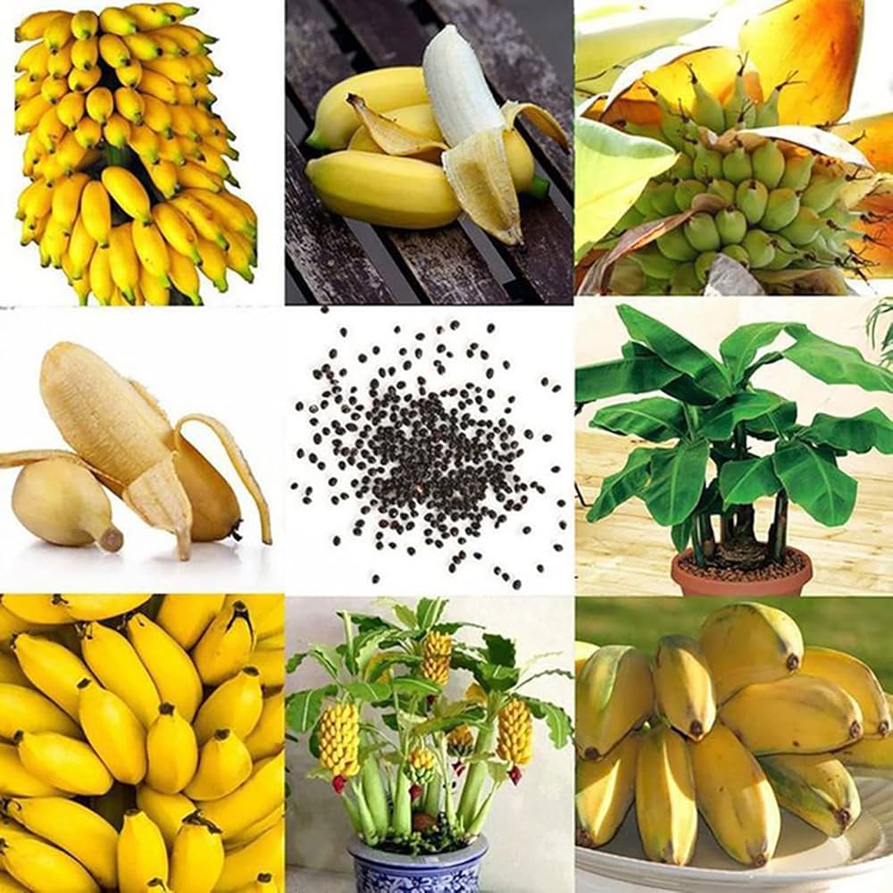 Banana Seeds for Planting tropical garden