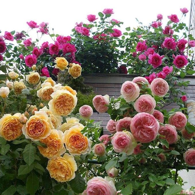Climbing Rose Flower Rosa spp. Seeds for Planting in Flower Bed & Garden (6 Colors)