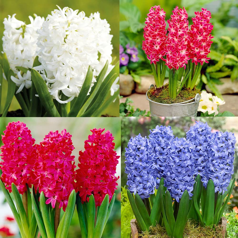 Hyacinth Flower Seeds for Planting