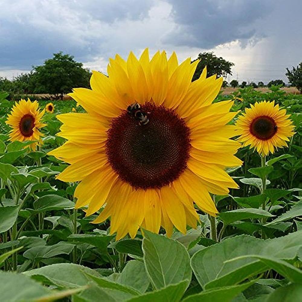Little Becka Sunflower Helianthus annuus Seeds for Planting in Flower Bed