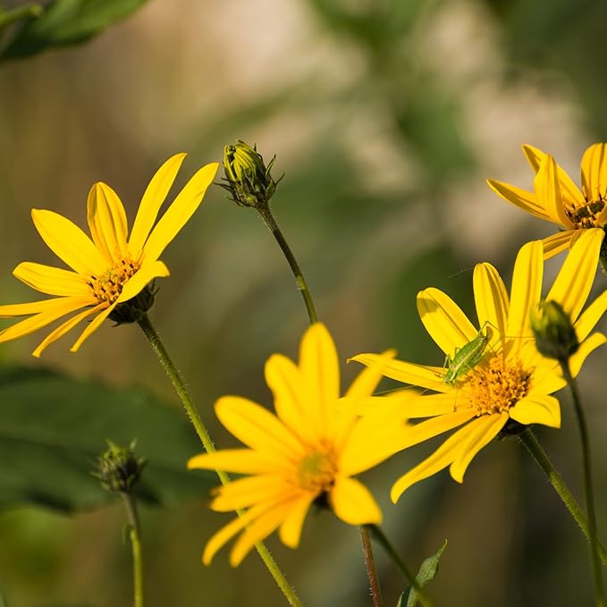 Arnica Herb Plant Arnica montana Seeds for Planting in Herb Garden & Home Garden