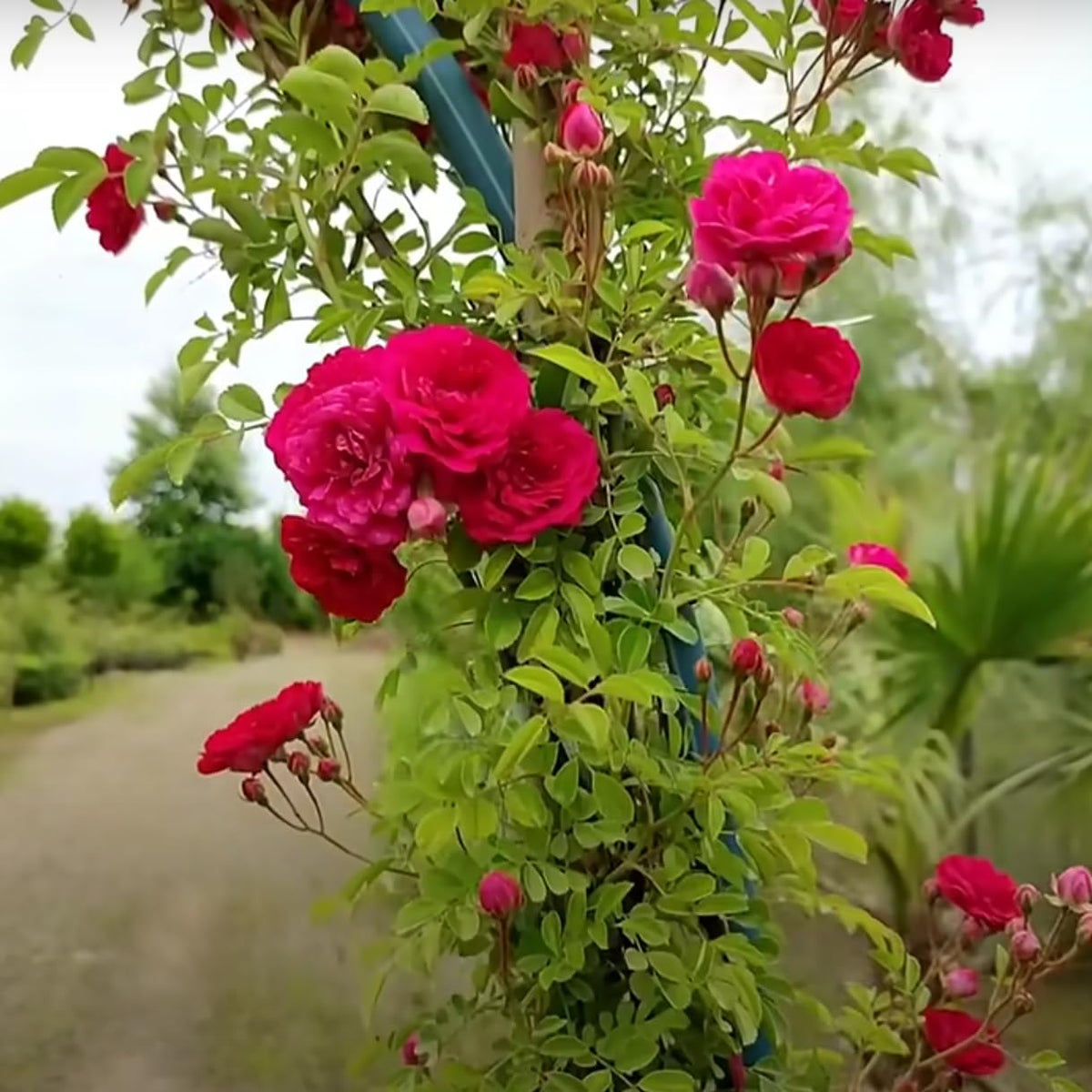 Green climbing rose seeds (Rosa spp.) for planting in home garden