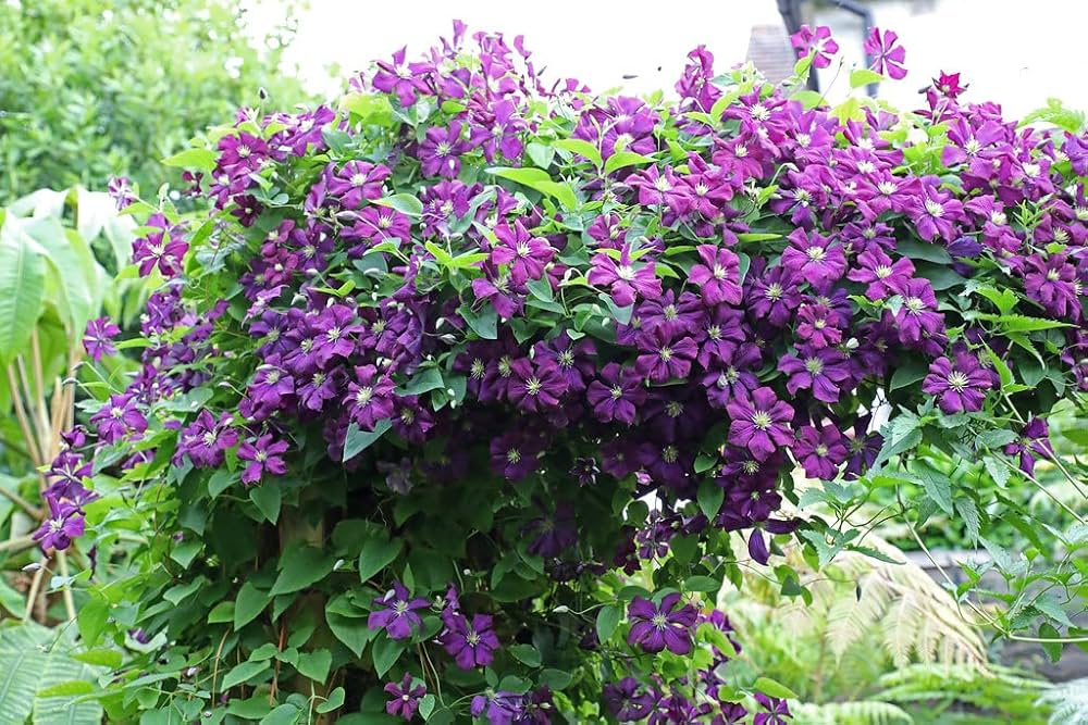 Clematis Clematis spp. Seeds for Planting in Trellis Garden