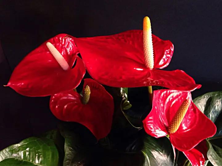Red Anthurium Flower Seeds for Planting - Heirloom and Non-GMO garden seeds Dhara Seeds