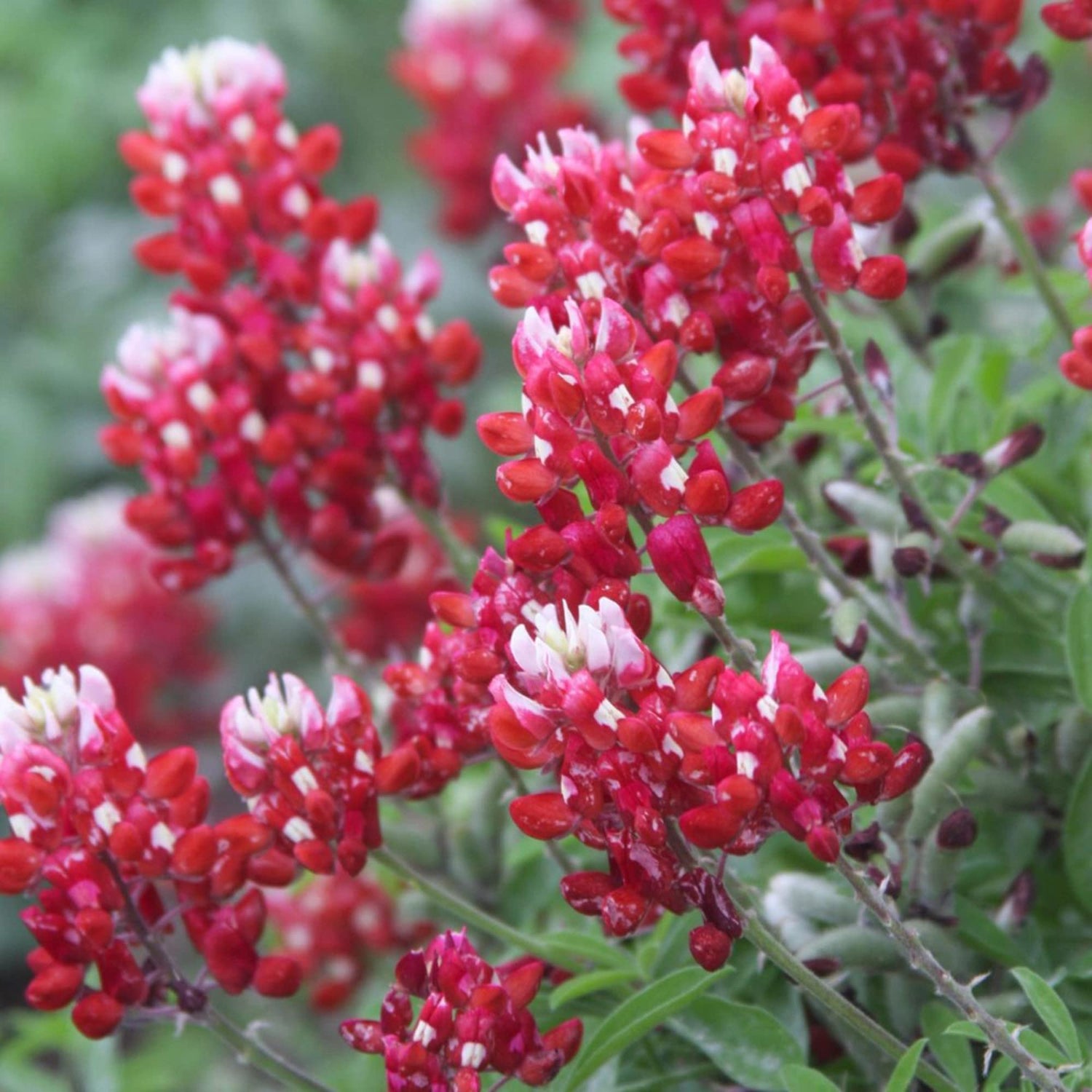 Red Texas Bluebonnet Flower Seeds for Planting
