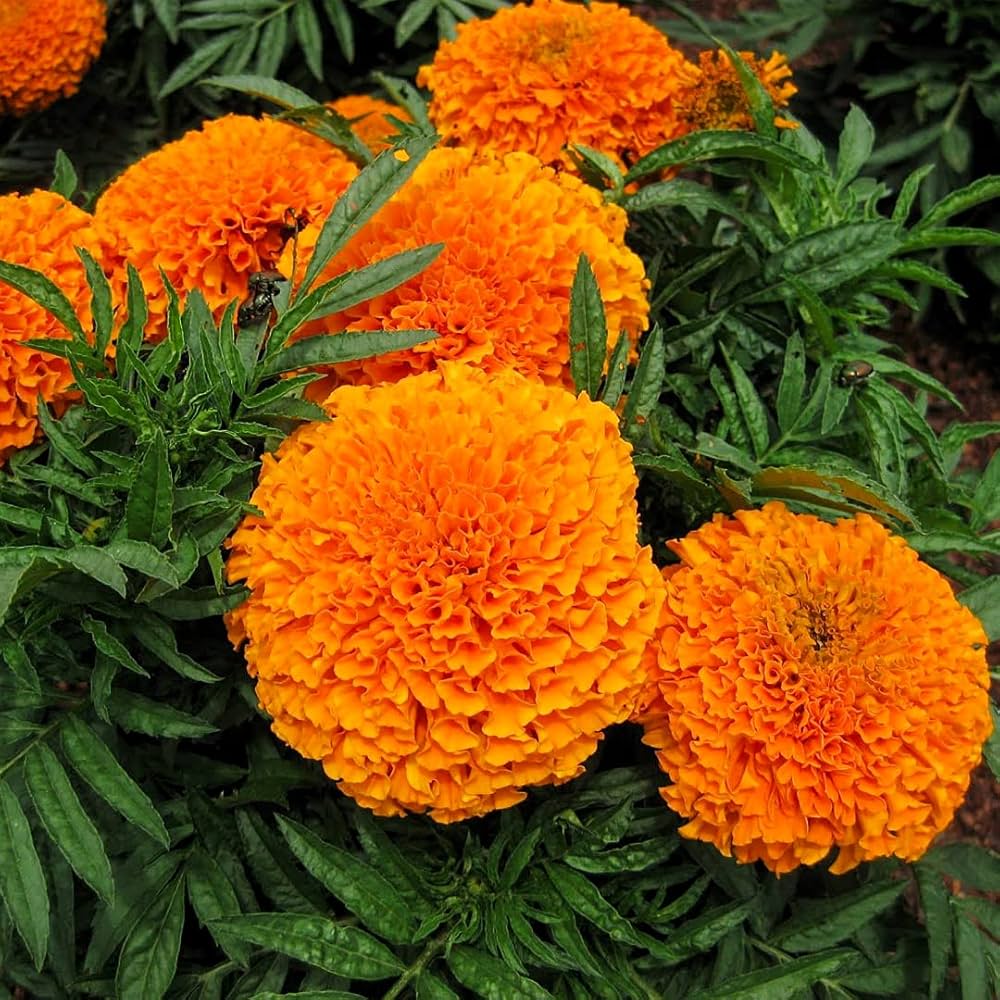 Orange Indica Flower Seeds for Planting – Organic, Heirloom, Non-GMO Tropical Garden Seeds
