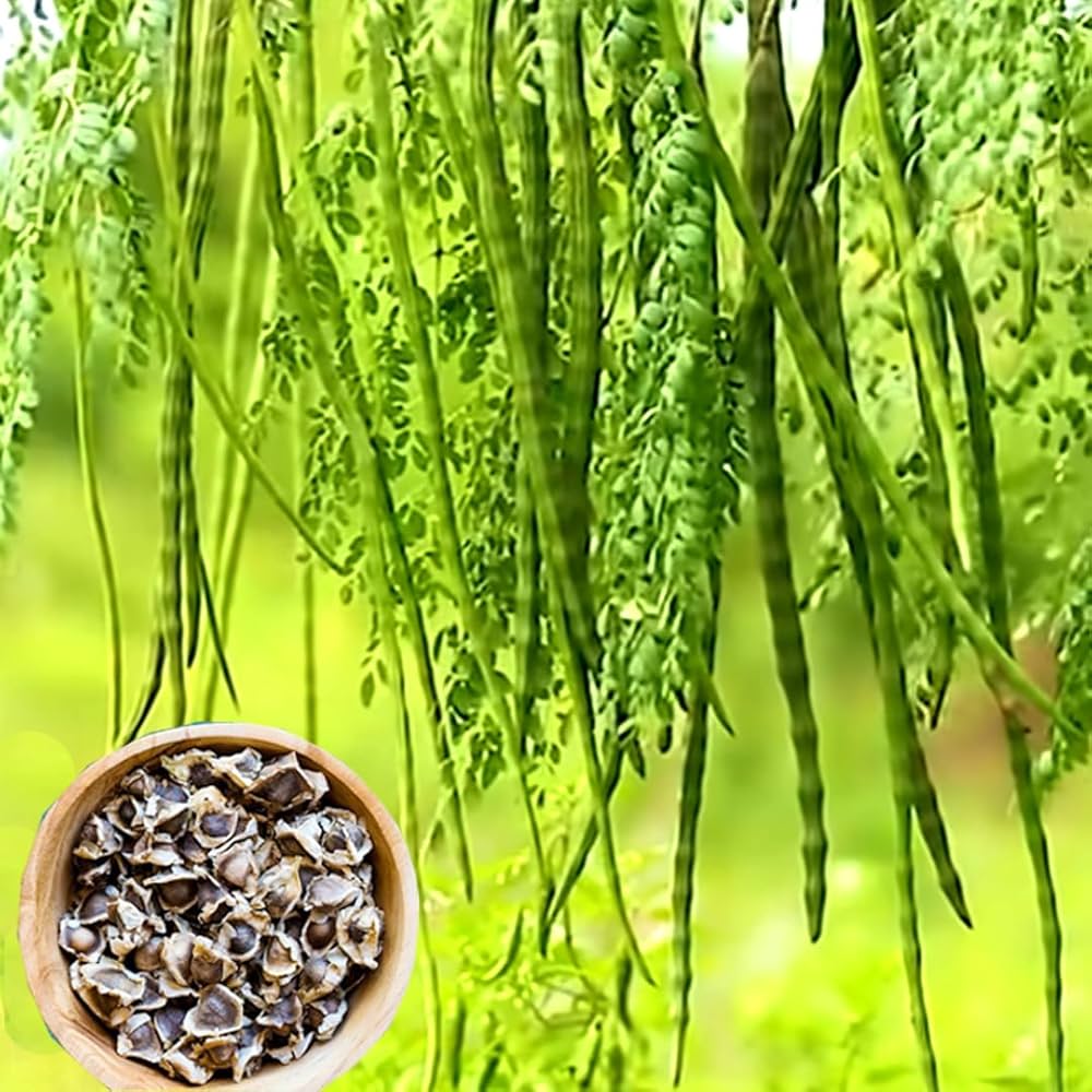 Organic Moringa Seeds