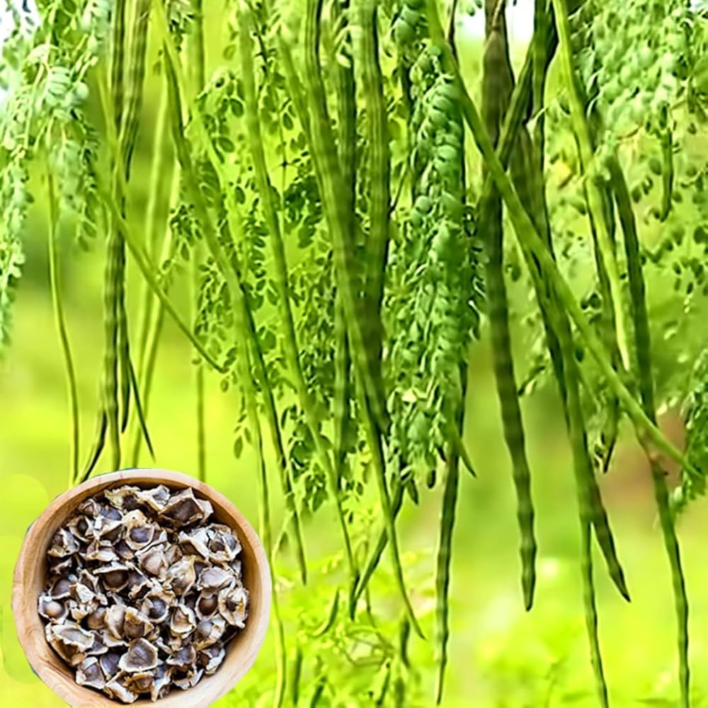 Moringa Tree Seeds Moringa oleifera for planting in vegetable patch