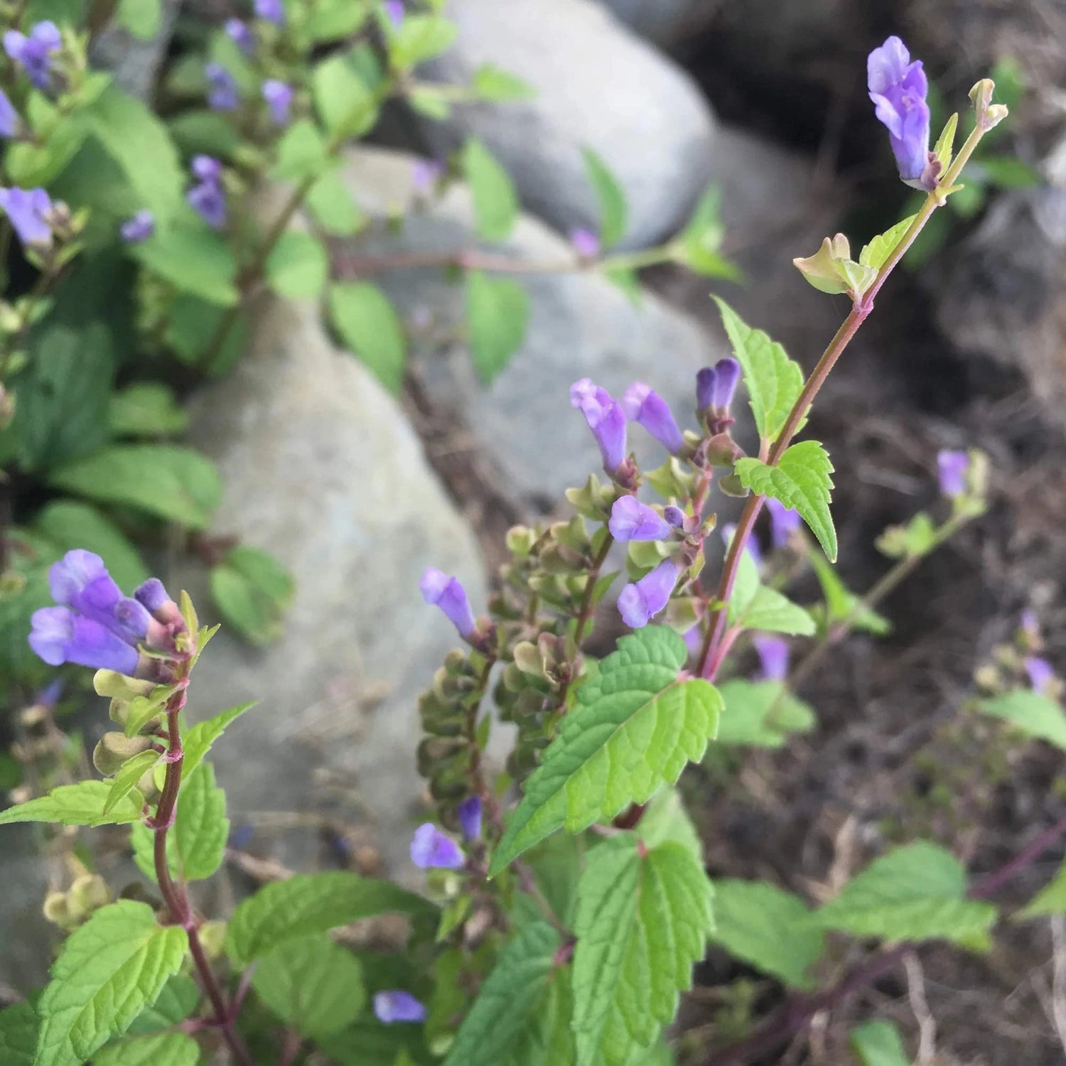 Scutellaria Lateriflora Seeds – Relaxing Herb-Heirloom & Non-GMO Seeds for planting – Fresh Herb for Your Garden