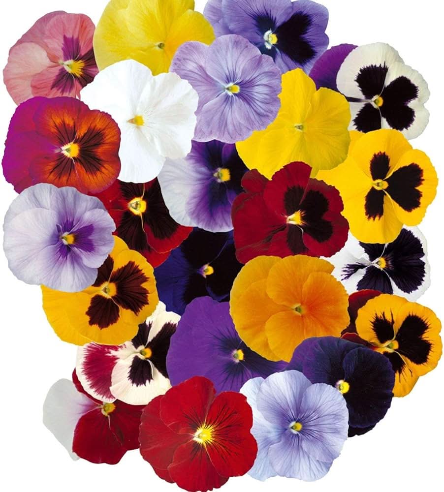 Garden Pansy Viola Tricolor Flower Seeds for Planting in Home Garden and Indoor Pots