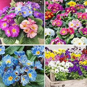 Primrose Flower Primula spp. Seeds for Planting - Order Now – Dharaseeds