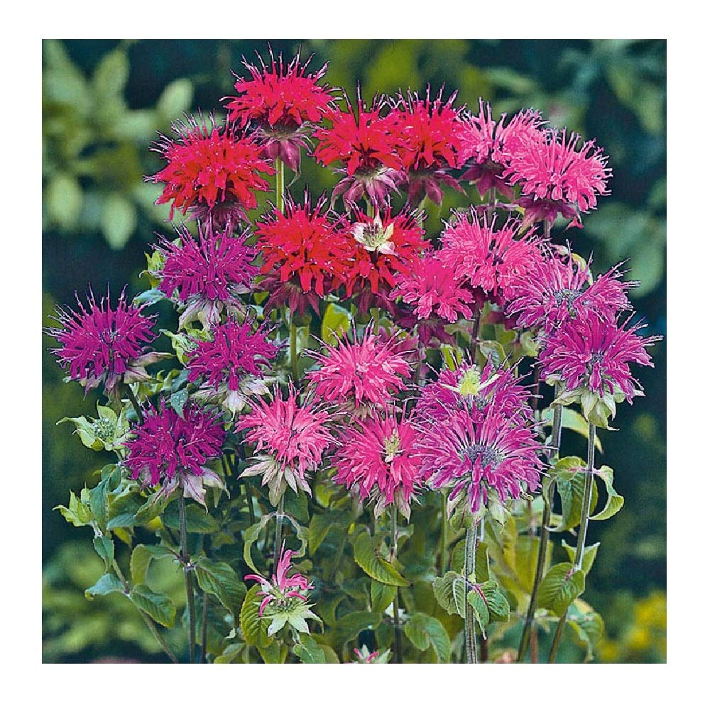 Panorama Mix Bee Balm Seeds