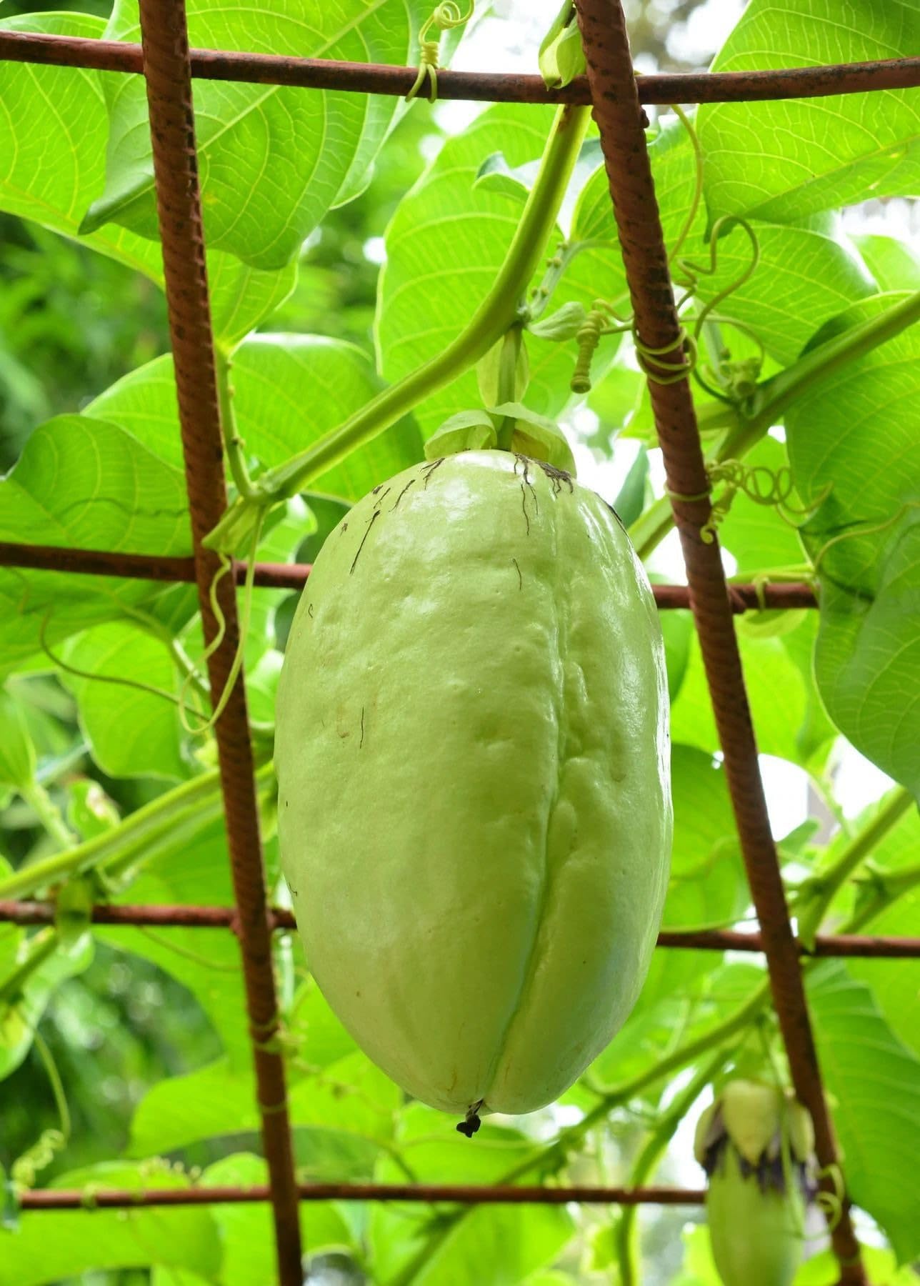 Giant Granadilla (Passiflora quadrangularis)