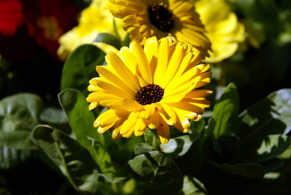 Calendula officinalis (Gulsarfi) flower seeds for home and green gardens