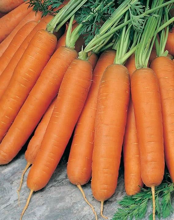 Organic Carrot Mix Daucus Carota Vegetable Seeds for Planting in Kitchen Garden and Raised Beds