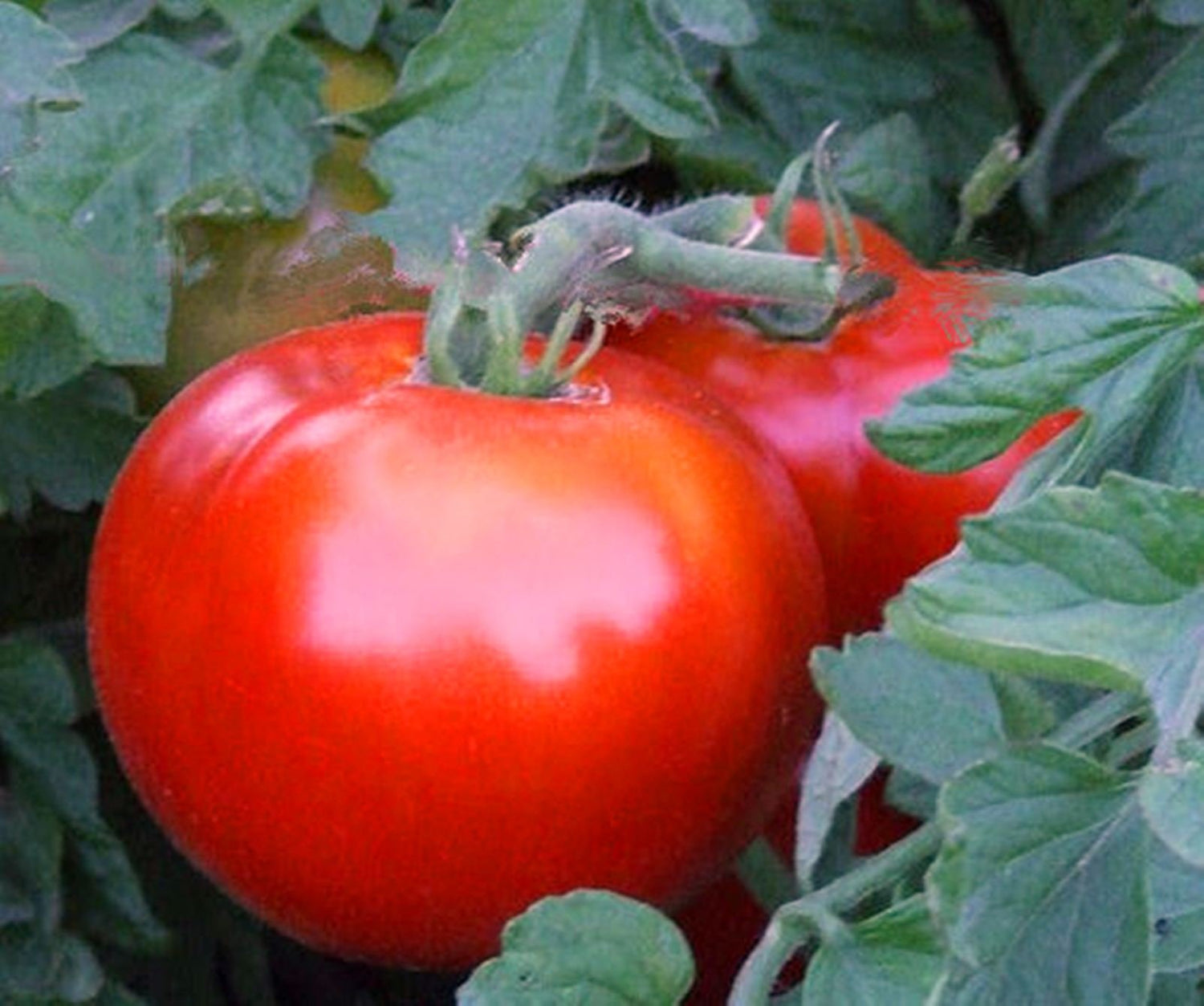 Balkon Red F1 Tomato Seeds – Compact Variety for Pots and Balconies