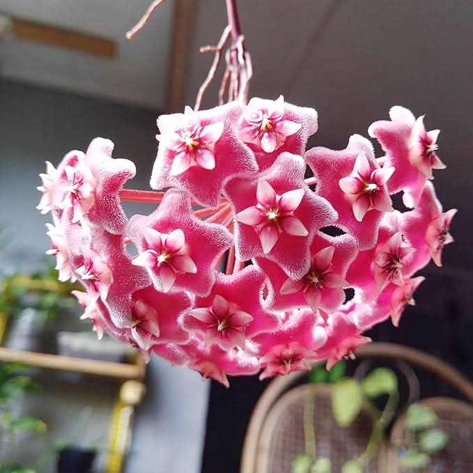 Rainbow Hoya Rare Blooming Flower Plant Seeds
