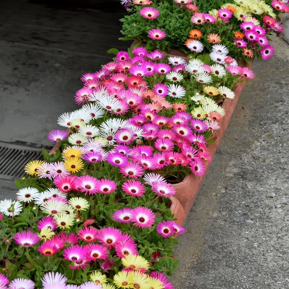 Pink Dorotheanthus Flower Seeds for Planting - 100 pcs for planting in your garden.