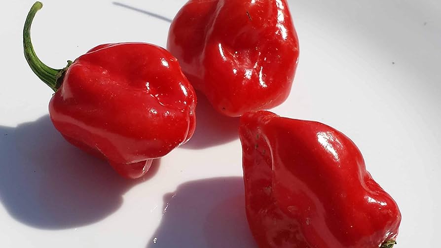 Fatalii Red Chili Seeds (Capsicum Chinense) Pieces, Very Hot , SHU