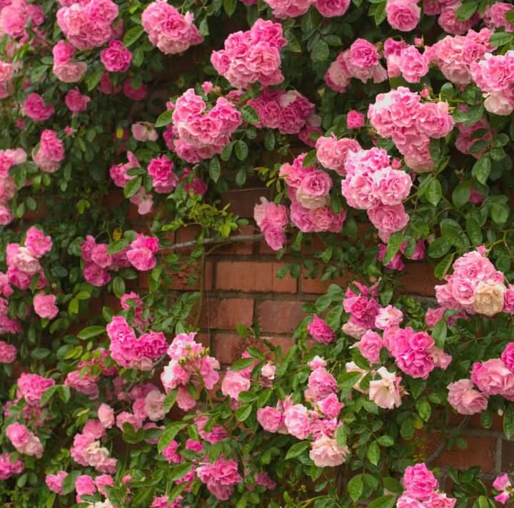Light Pink Climbing Rose Seeds for Planting – Heirloom, Non-GMO Seeds