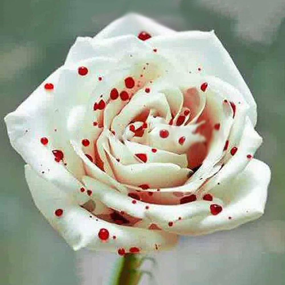 White Blood Rose Rosa spp. flower seeds for planting in backyard gardening and patio containers