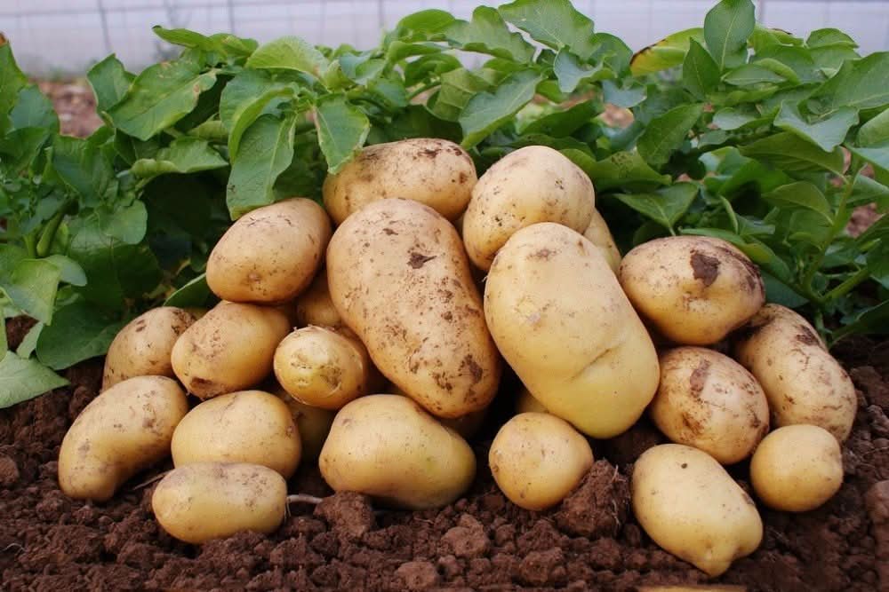 Giant Potato Solanum Tuberosum Vegetable Seeds for Planting in Backyard Gardening and Container Beds